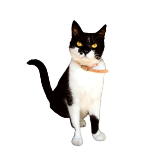 A Charming Tuxedo Cat With A Pink Collar Sits On A Rattan Chair In Greece, Staring Intently. 16278 - Cat PNG image with transparent background